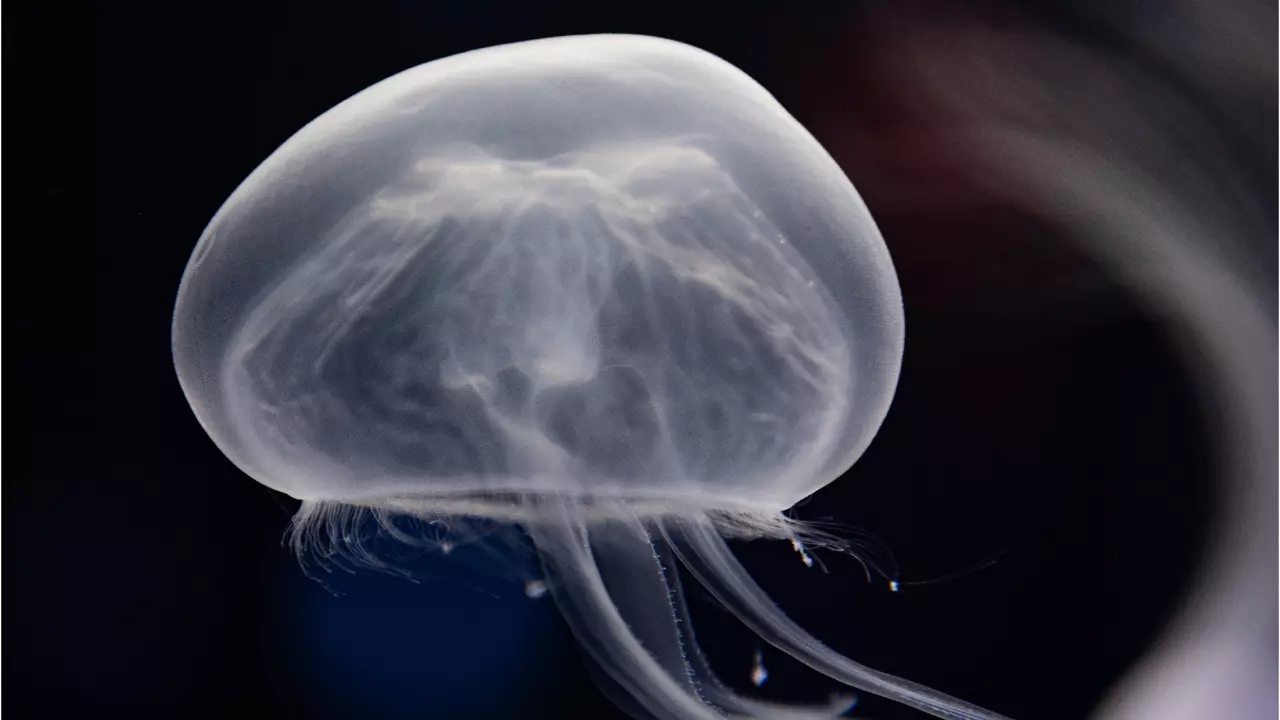 National Aquarium Abu Dhabi  - Image 5