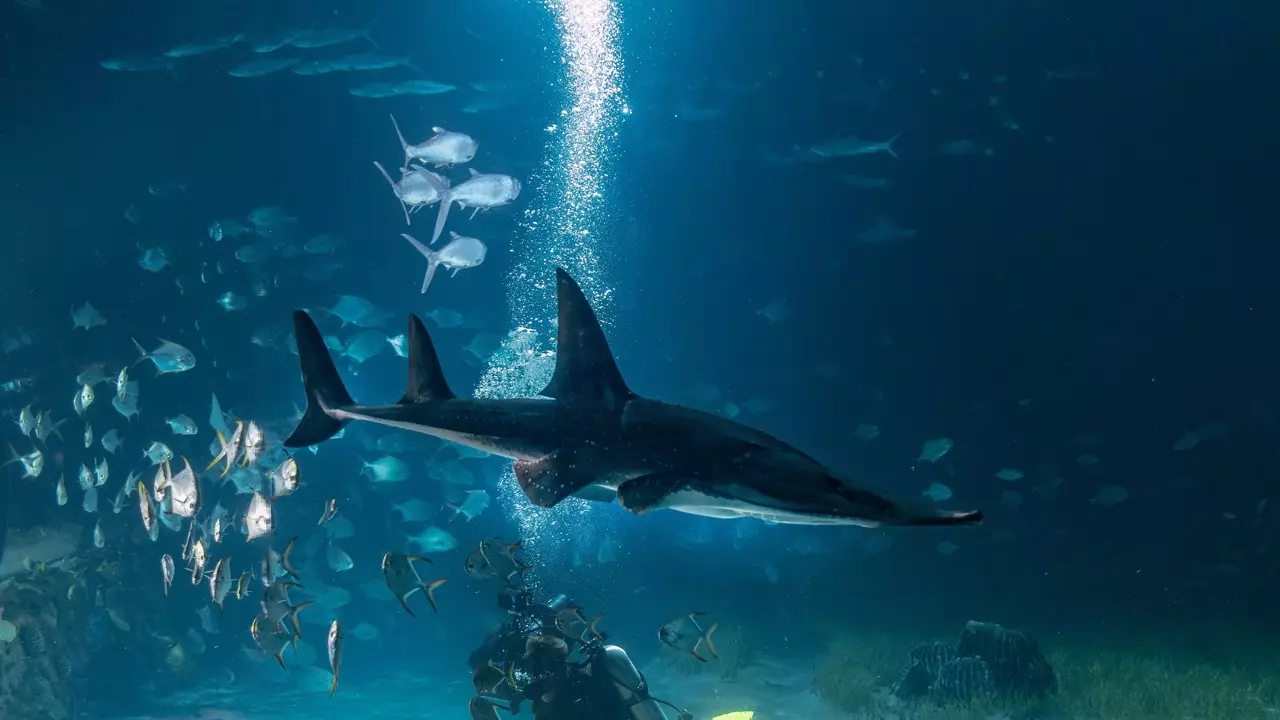 National Aquarium Abu Dhabi  - Image 8