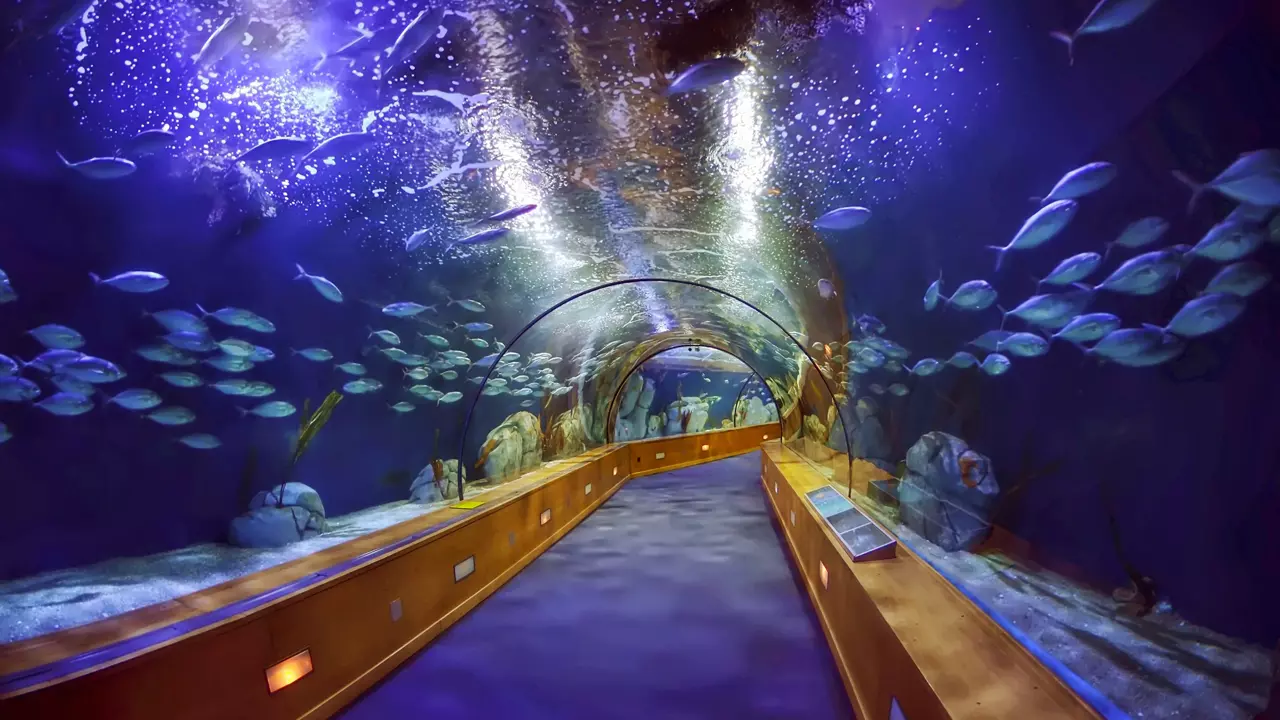 Aquarium and Underwater Zoo at the Dubai Mall - Image 3