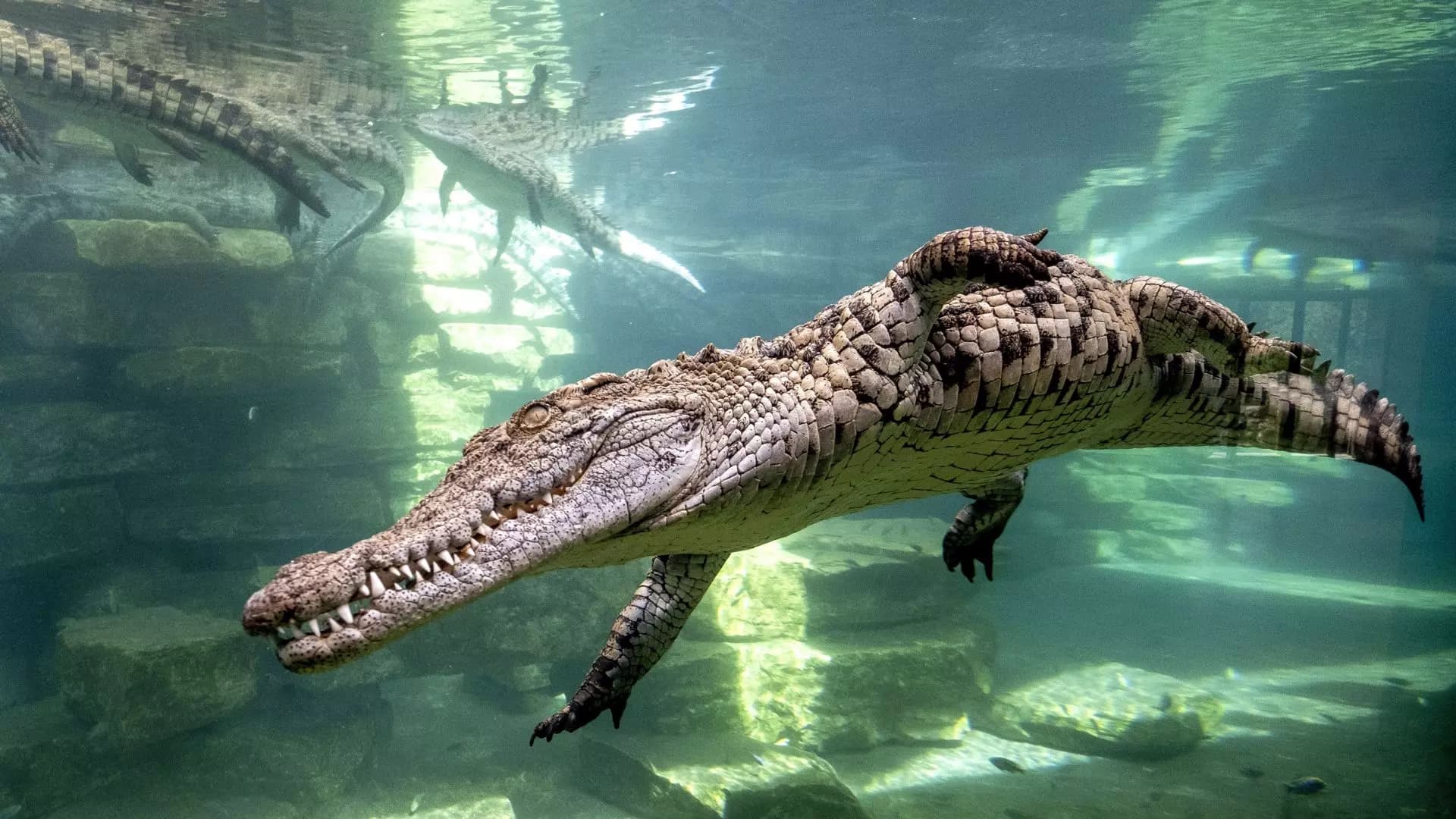 Dubai Crocodile Park - Photo 11