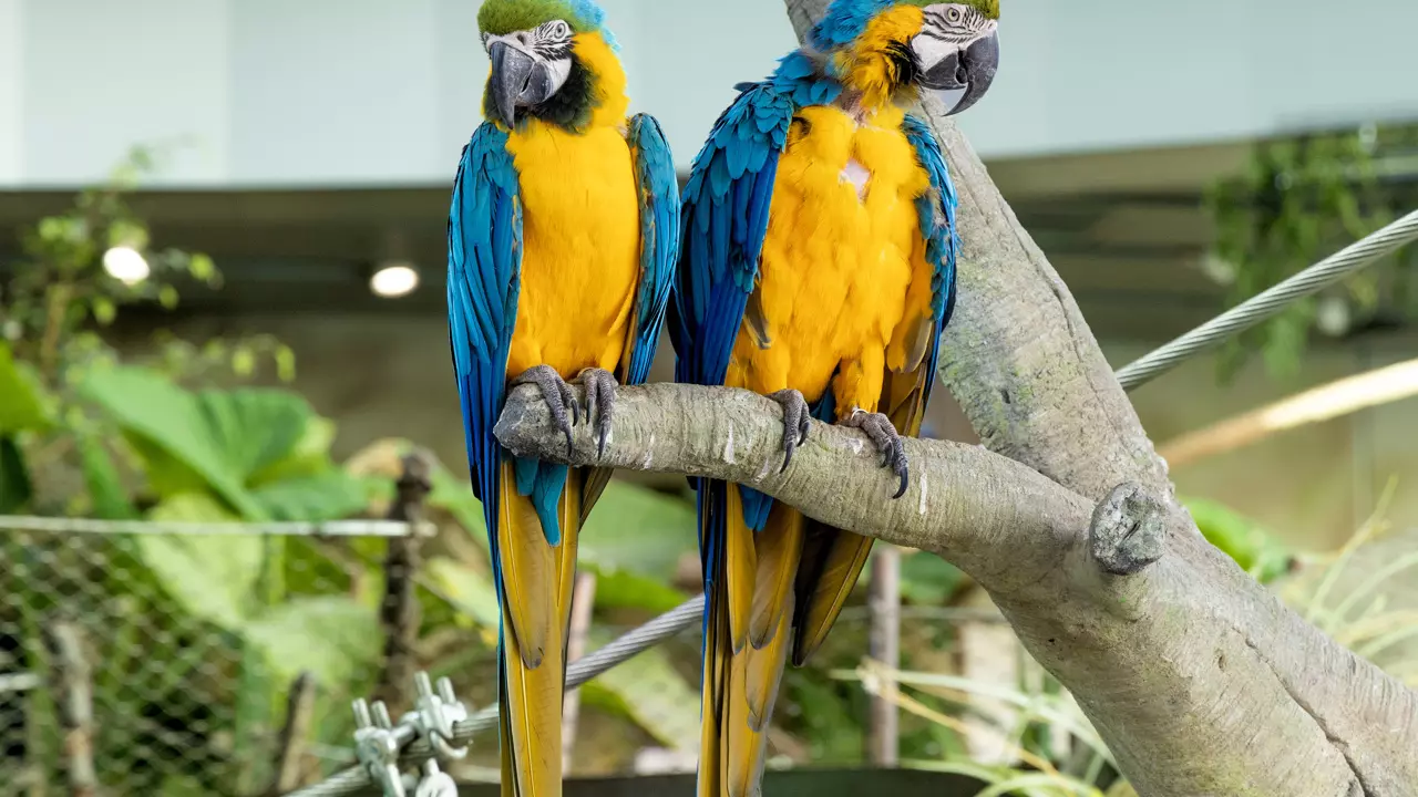 The Green Planet - Image 3