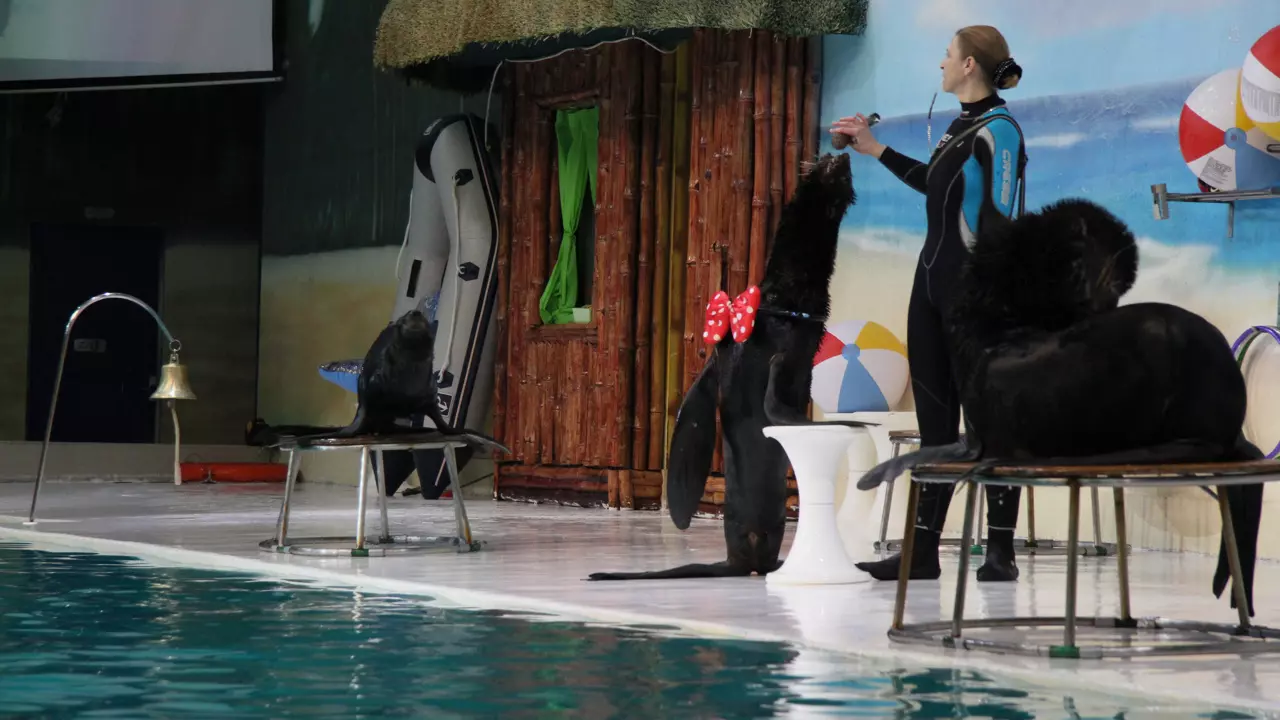 Dubai Dolphinarium - Image 4