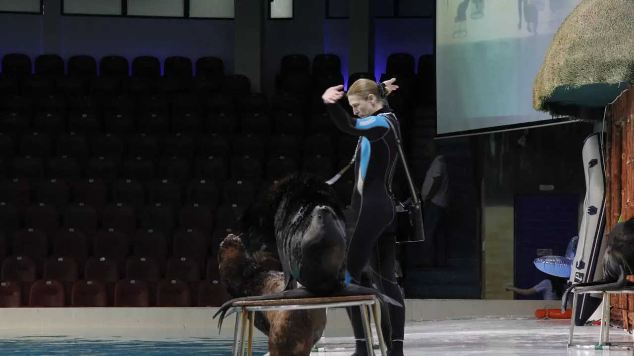 Dubai Dolphinarium - Image 5