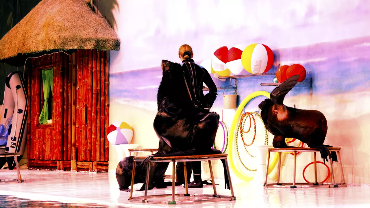 Dubai Dolphinarium - Image 6