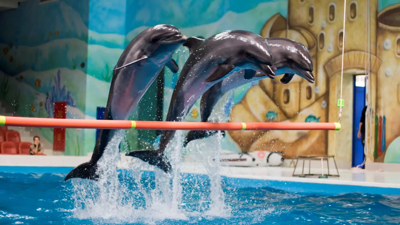 Dubai Dolphinarium - Image 7