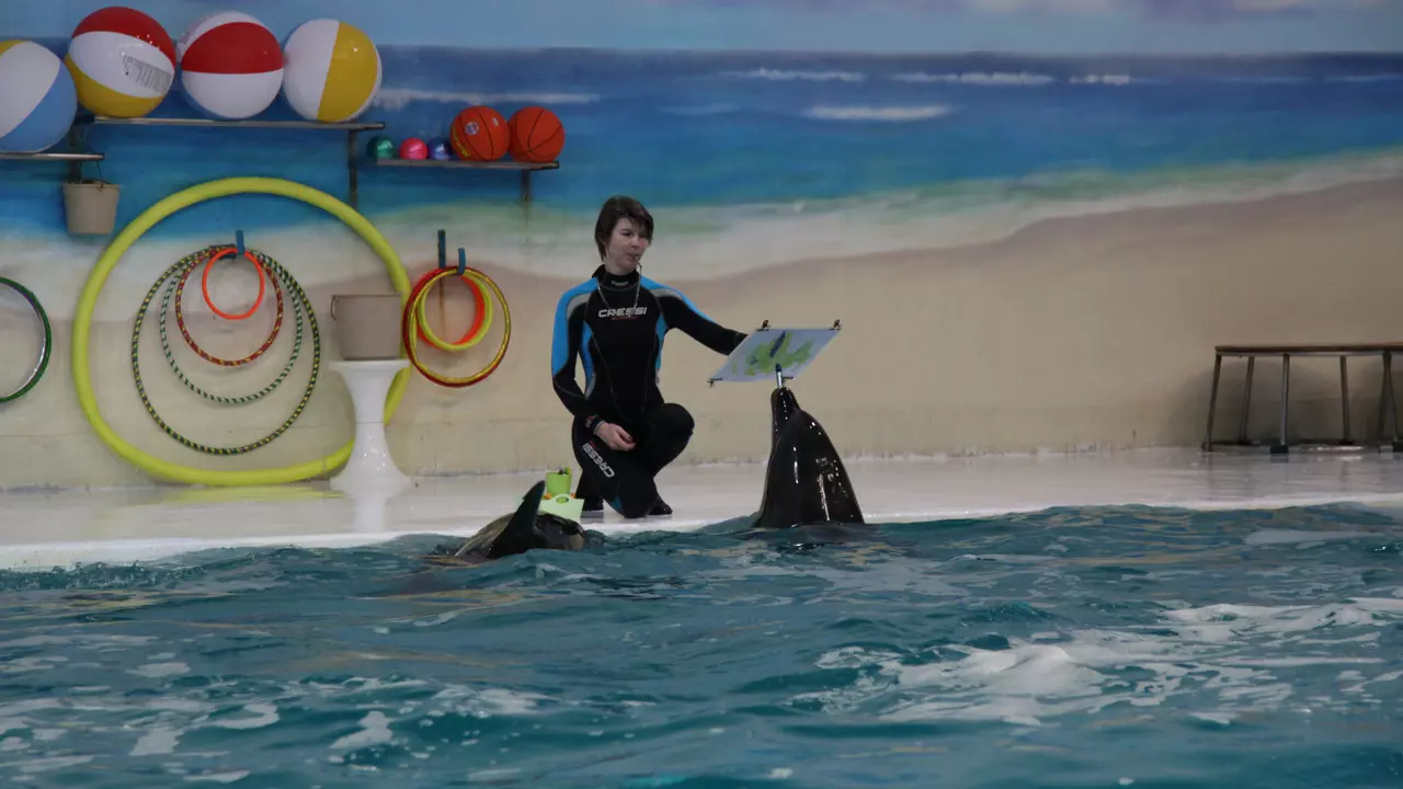 Dubai Dolphinarium - Image 8