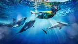 Dolphin Bay at Atlantis the Palm - Photo 14