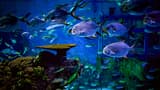 Marine Safari Bali Ticket - Photo 18