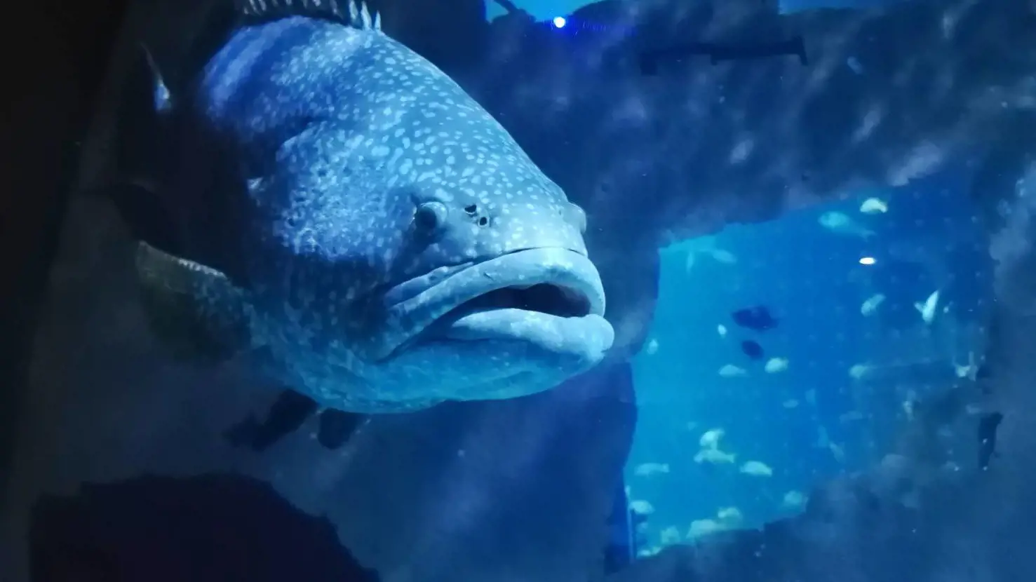 Aquaria Phuket - Photo 37