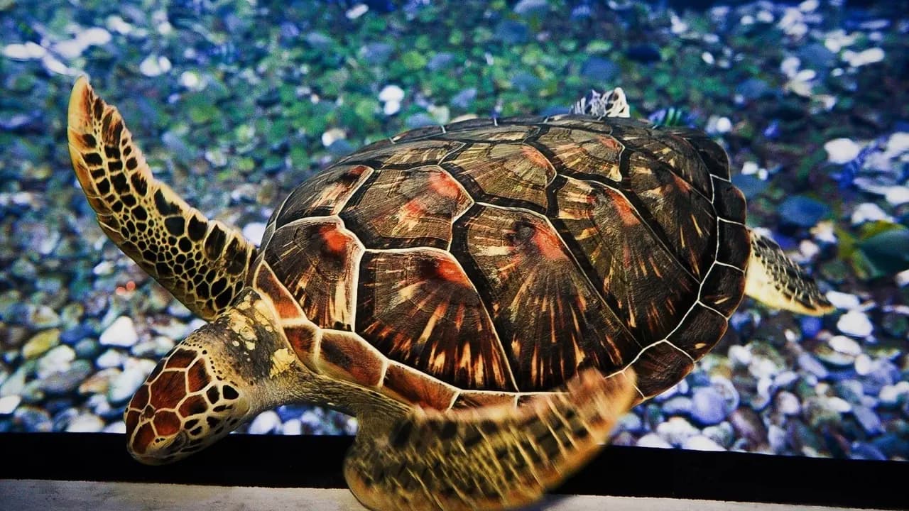 Aquaria Phuket - Photo 15