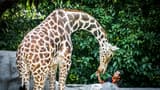 Zoo Negara Malaysia & & Panda Conservation Centre Ticket - Photo 28