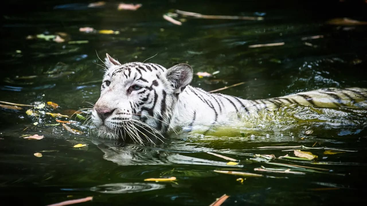 Zoo Negara Malaysia & & Panda Conservation Centre Ticket - Photo 8