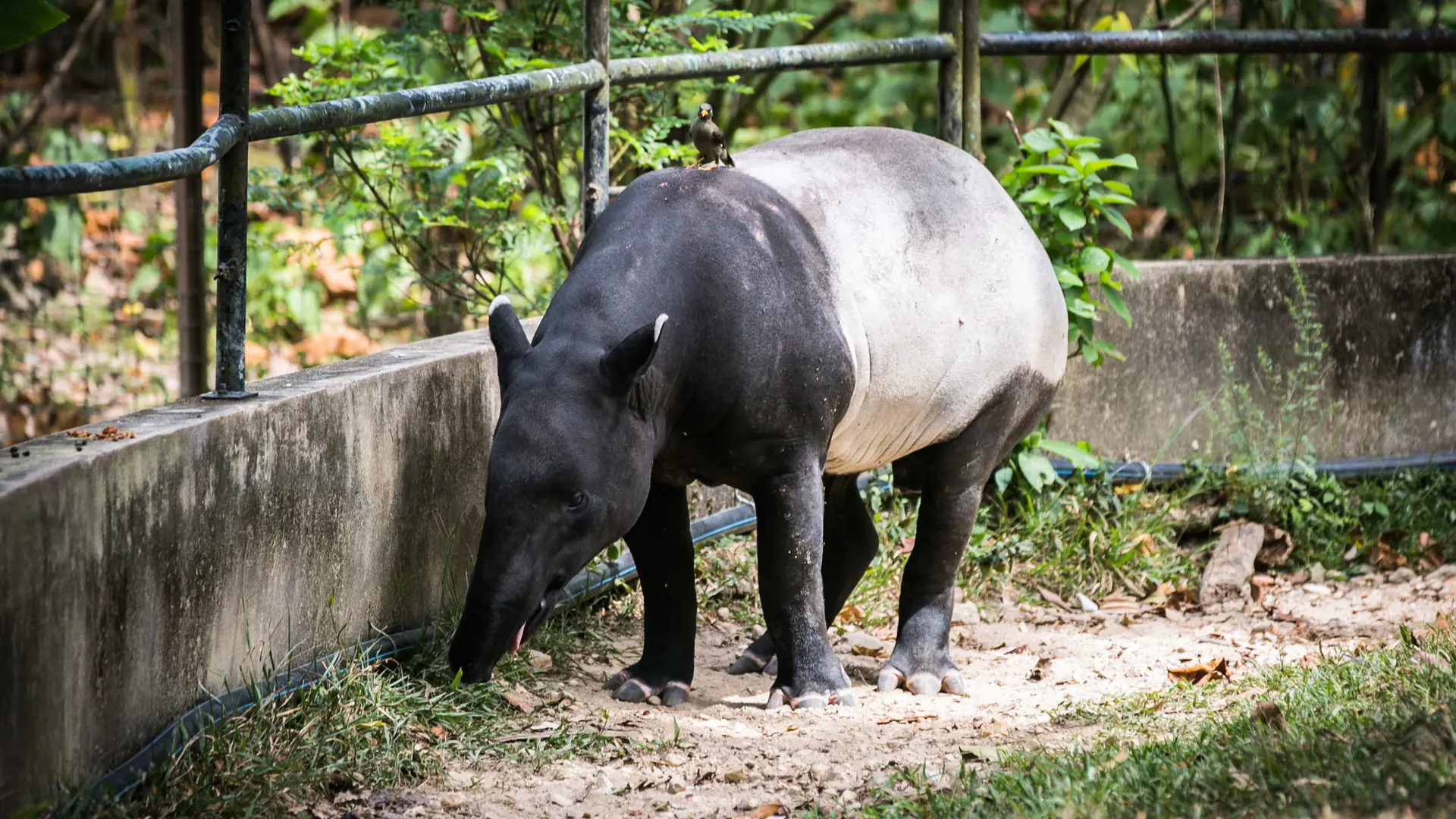 Zoo Negara Malaysia & & Panda Conservation Centre Ticket - Photo 37