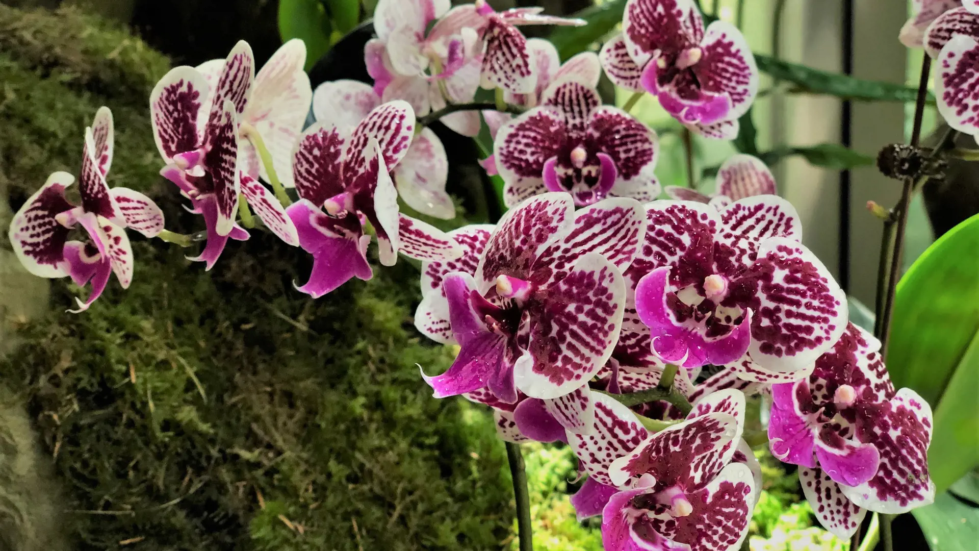 National Orchid Garden Ticket - Photo 20