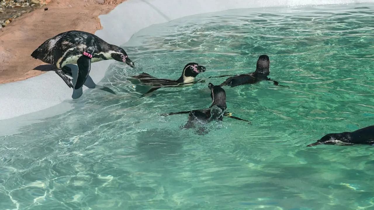 SEA LIFE Porto Ticket - Photo 3