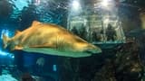 Barcelona Aquarium Ticket - Photo 12