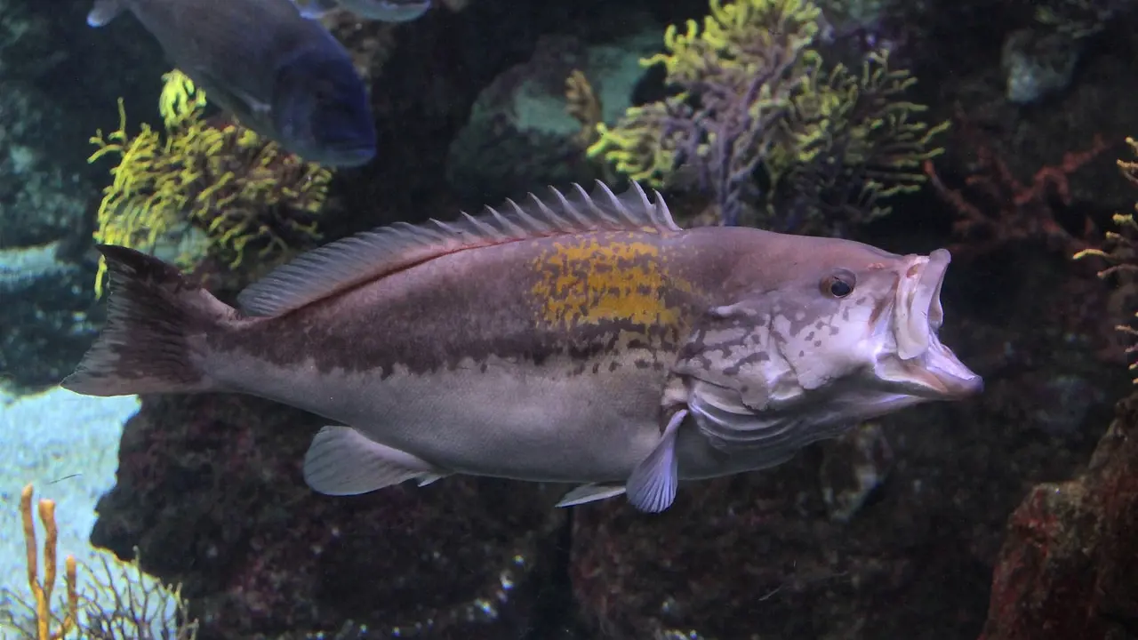 Barcelona Aquarium Ticket - Photo 15