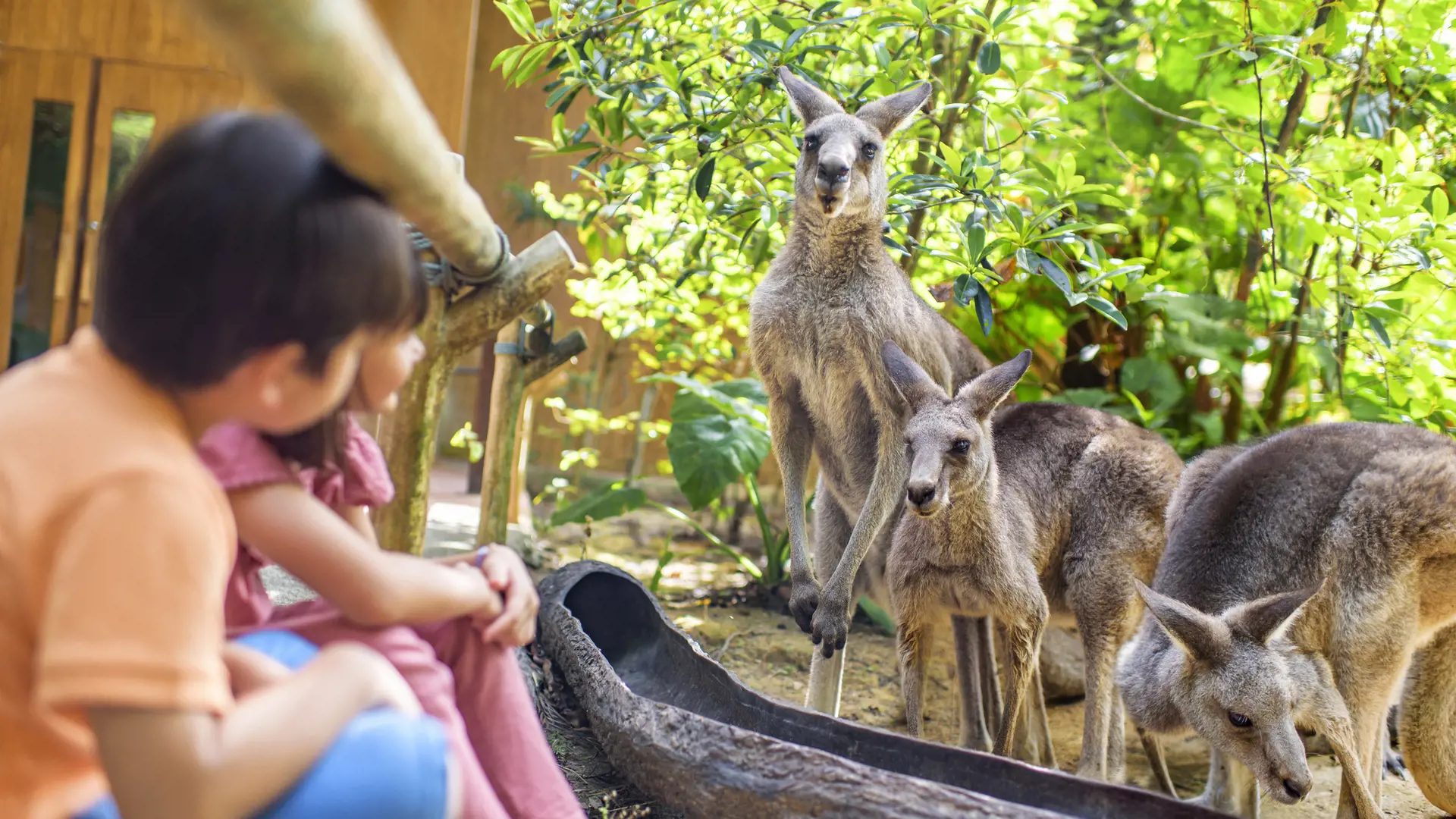 Singapore Zoo Ticket - Photo 32