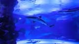 Antalya Aquarium and Face 2 Face Wax Museum Ticket - Photo 9
